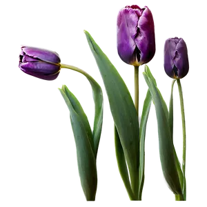 Purple Tulip Png Wlm PNG image
