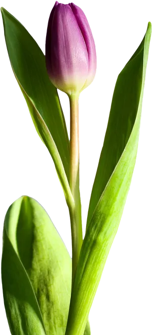 Purple Tulip Single Stem PNG image