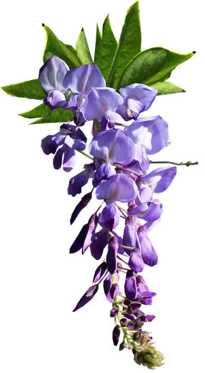 Purple Wisteria Flower Transparent Background