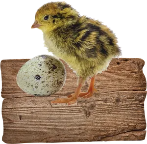 Quail Chickand Eggon Wooden Plank PNG image