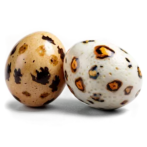 Quail Egg PNG 05042024
