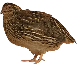 Quail Side View.png PNG image