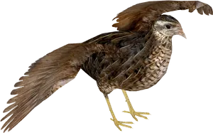 Quail Spreading Wings PNG image