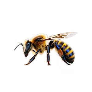 Queen Bee In A Majestic Look Png 30 PNG image