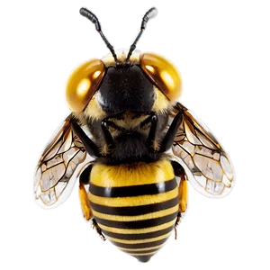 Queen Bee Png 86 PNG image