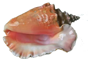 Queen Conch Shell Isolated PNG