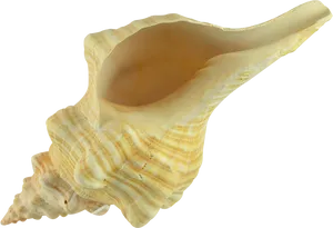 Queen Conch Shell Isolated PNG