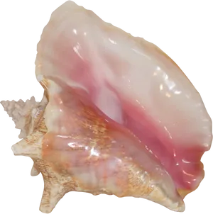 Queen Conch Shell Pink Interior PNG