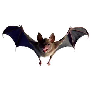 Quiet Night Bat Flying PNG Woe PNG