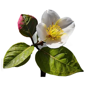 Quince Flower Blossom Png 96 PNG image