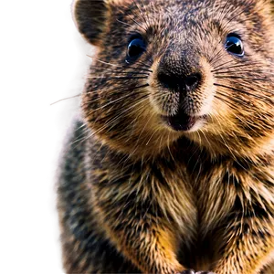 Quokka Close-up Shot PNG Jcj93 PNG