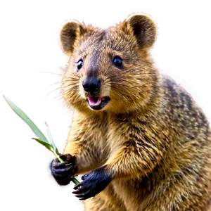 Quokka D