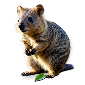 Quokka Eating Leaves PNG 06242024