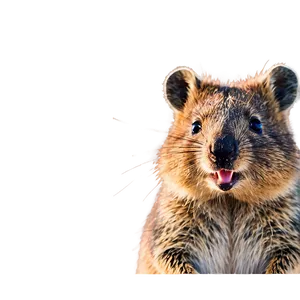 Quokka Enjoying Sun PNG Fro PNG