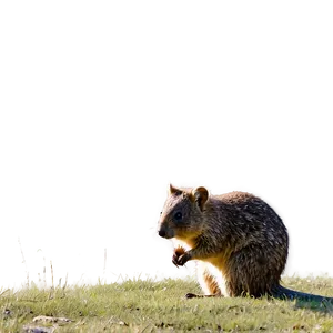 Quokka In Grassland PNG 06242024
