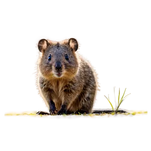 Quokka In Sunset Light PNG 06242024