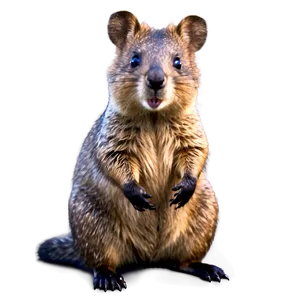 Quokka In Sunset Light Png 06242024 PNG image