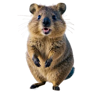 Quokka In The Wild Png 06242024 PNG image