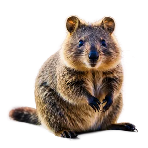 Quokka Lounging Lazily PNG Vmf1 PNG