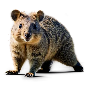 Quokka Mid-walk PNG 6 PNG