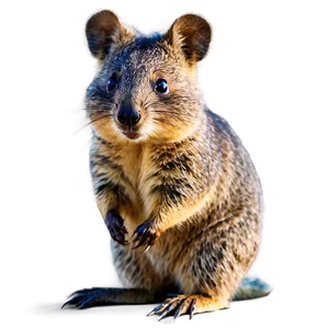 Quokka On The Beach PNG Hgl