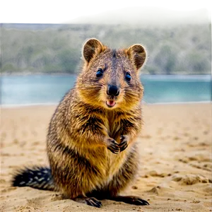 Quokka On The Beach PNG Xmi