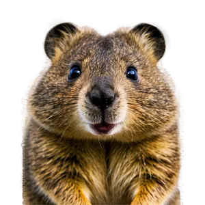 Quokka Peekaboo Fun PNG 06242024 PNG
