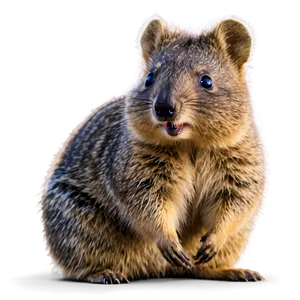 Quokka Peekaboo Fun Png 40 PNG image