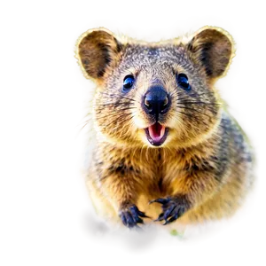 Quokka Profile Picture Png 66 PNG image