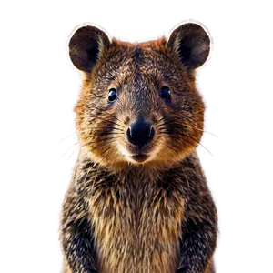 Quokka Profile Picture Png Eix PNG image