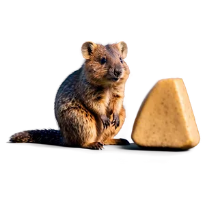 Quokka Relaxing Scene PNG Vgq