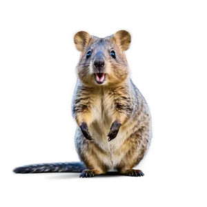 Quokka Selfie Star Png Aqc45 PNG image