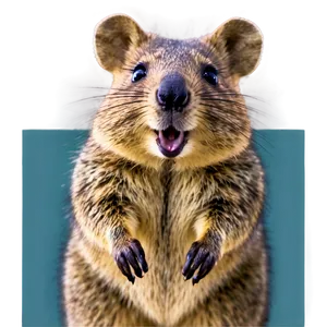 Quokka Selfie Star Png Nqs PNG image