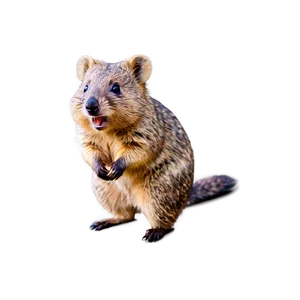 Quokka Side View PNG 06242024