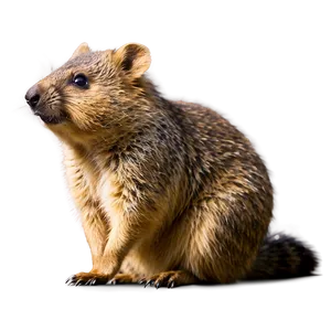 Quokka Side View PNG 73 PNG