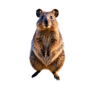 Quokka Standing Tall Png 70 PNG image