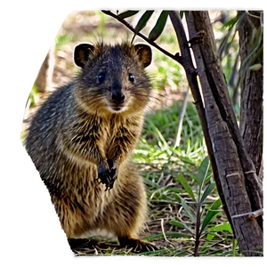 Quokka Under Tree Shade PNG Bvo PNG