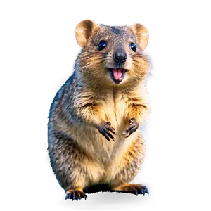Quokka With A Smile PNG Bkw