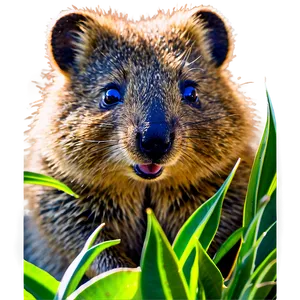 Quokka With Baby PNG Jpo86 PNG