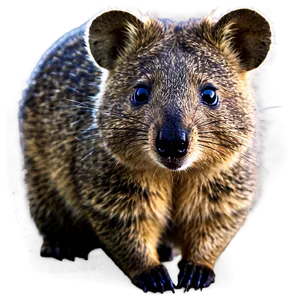 Quokka With Bright Eyes Png 06242024 PNG image