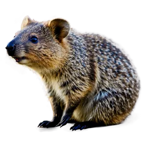 Quokka With Bright Eyes PNG 26 PNG