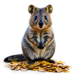 Quokka With Leaves Background Png 06242024 PNG image