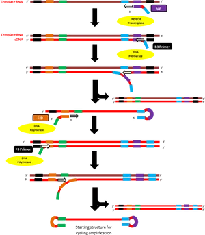 R N Atoc D N A Conversion Process PNG image