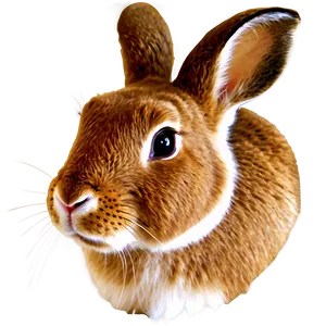 Rabbit Face Png 05062024 PNG image