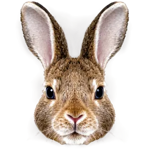 Rabbit Face PNG 05062024