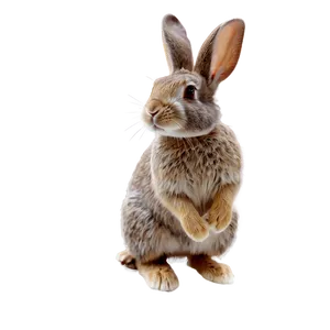 Rabbit Illustration PNG Wkw