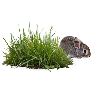 Rabbit In Grass PNG 83