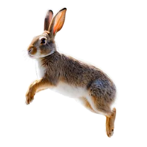 Rabbit Jumping PNG 46 PNG