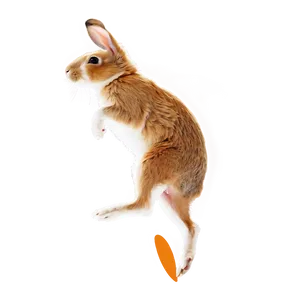 Rabbit Jumping PNG Nyc PNG