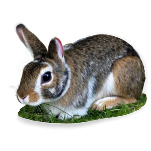 Rabbit Pattern Png 05062024 PNG image